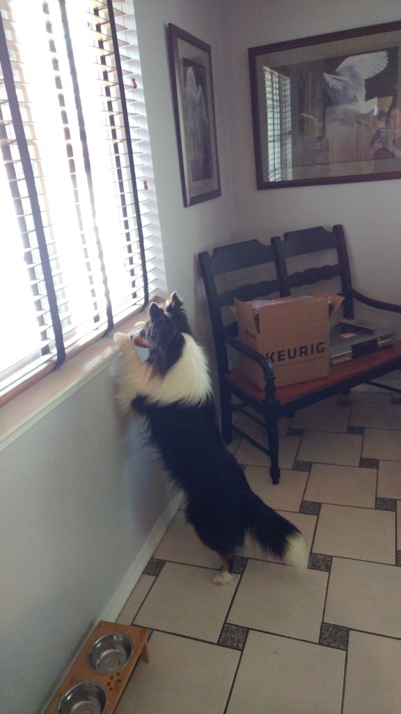 He likes to look out the window to see who's there.